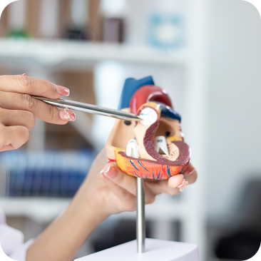 Medico illustra modello 3D di vaso sanguigno durante una visita angiologica e chirurgia vascolare