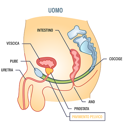 Illustrazione anatomica del pavimento pelvico maschile con indicazione di organi e strutture principali
