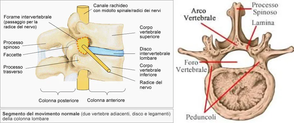Anatomia della colonna lombare: vista laterale e sezione assiale con vertebre, dischi intervertebrali, canale midollare e radici dei nervi spinali