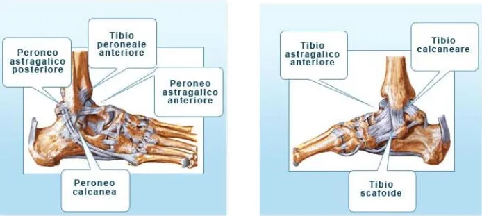 Illustrazione anatomica dei legamenti della caviglia visti da diverse angolazioni, con etichette dei principali fasci legamentosi