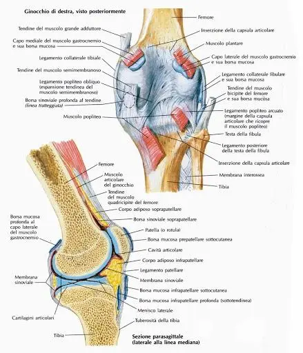 Diagrammi anatomici del ginocchio destro visti posteriormente e in sezione parasagittale, con etichette in italiano di muscoli, legamenti, ossa e borse mucose