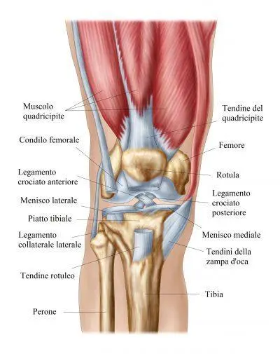 Diagramma anatomico del ginocchio umano con etichette in italiano delle principali strutture: muscoli, legamenti, tendini, ossa e menischi