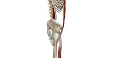 Illustrazione anatomica laterale del corpo umano che evidenzia l'articolazione dell'anca e i muscoli ileo-psoas in rosso, con vista parziale del bacino e della colonna vertebrale