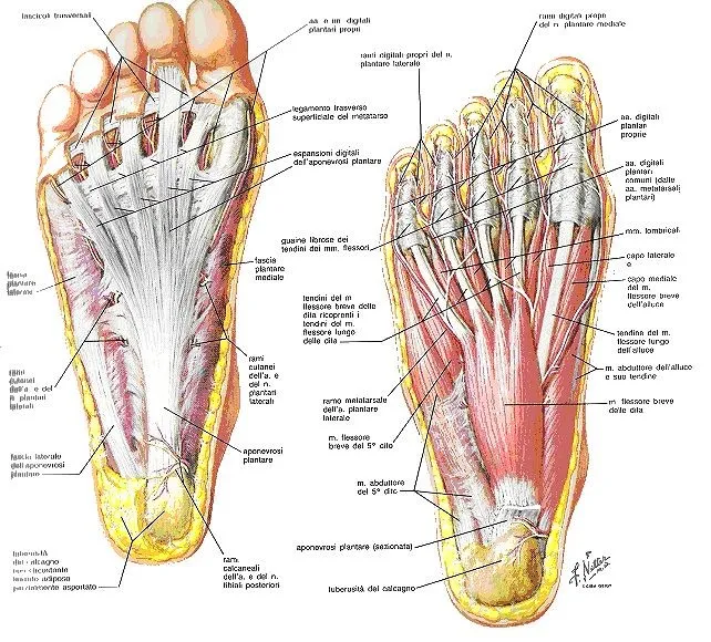 Illustrazione anatomica dettagliata della pianta del piede, con evidenza di muscoli, tendini, legamenti e fasce plantari