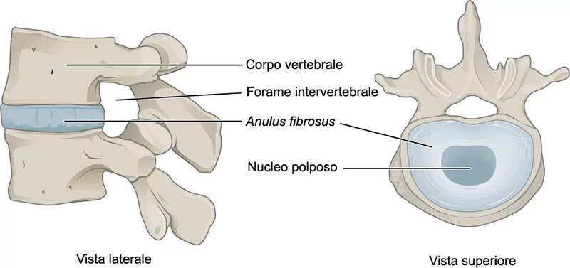 Anatomia del disco intervertebrale umano: struttura e componenti viste lateralmente e superiormente, utili per comprendere ernia e degenerazioni discali